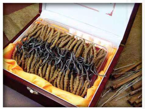 普定冬虫夏草回收